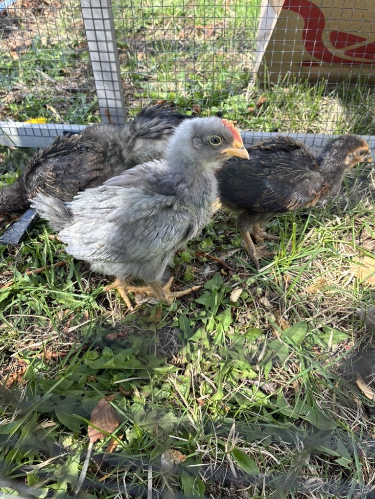 Free Month Old Cockerel- Sapphire Gem