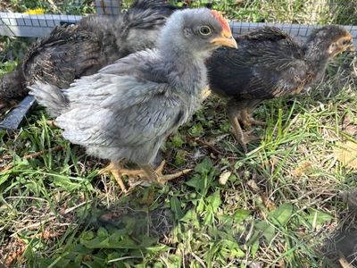 Free Month Old Cockerel- Sapphire Gem