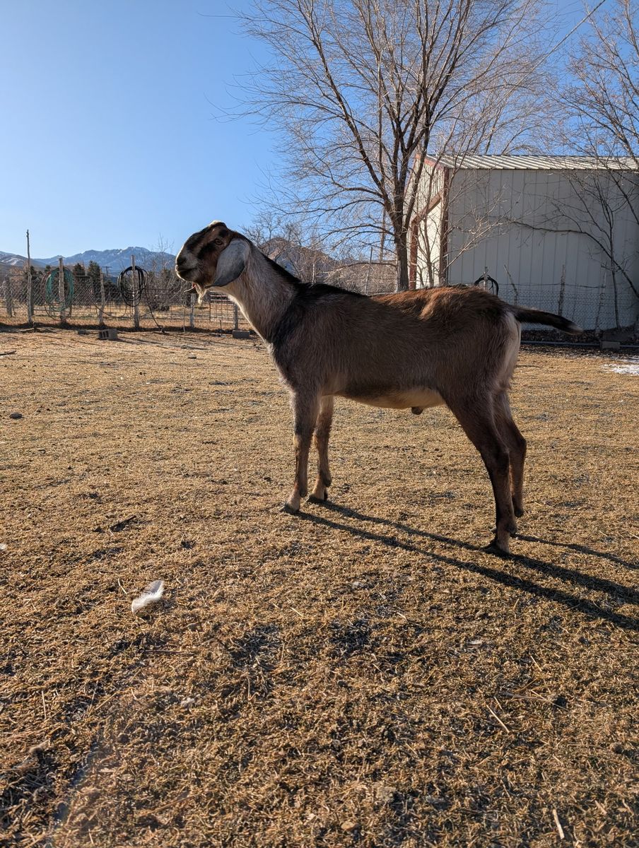 Healthy Anglo Nubian Buck