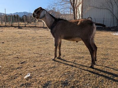 Healthy Anglo Nubian Buck