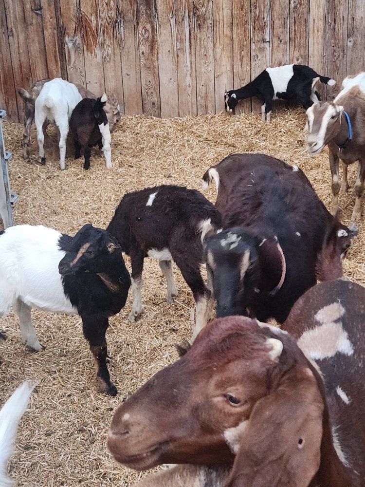 multiple goats for sale