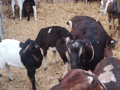 multiple goats for sale