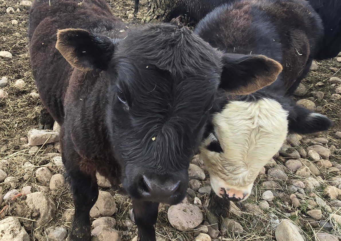 Mini Bull Aberdeen Miniature Hereford