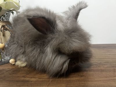Chocolate English Angora 9 week old buck