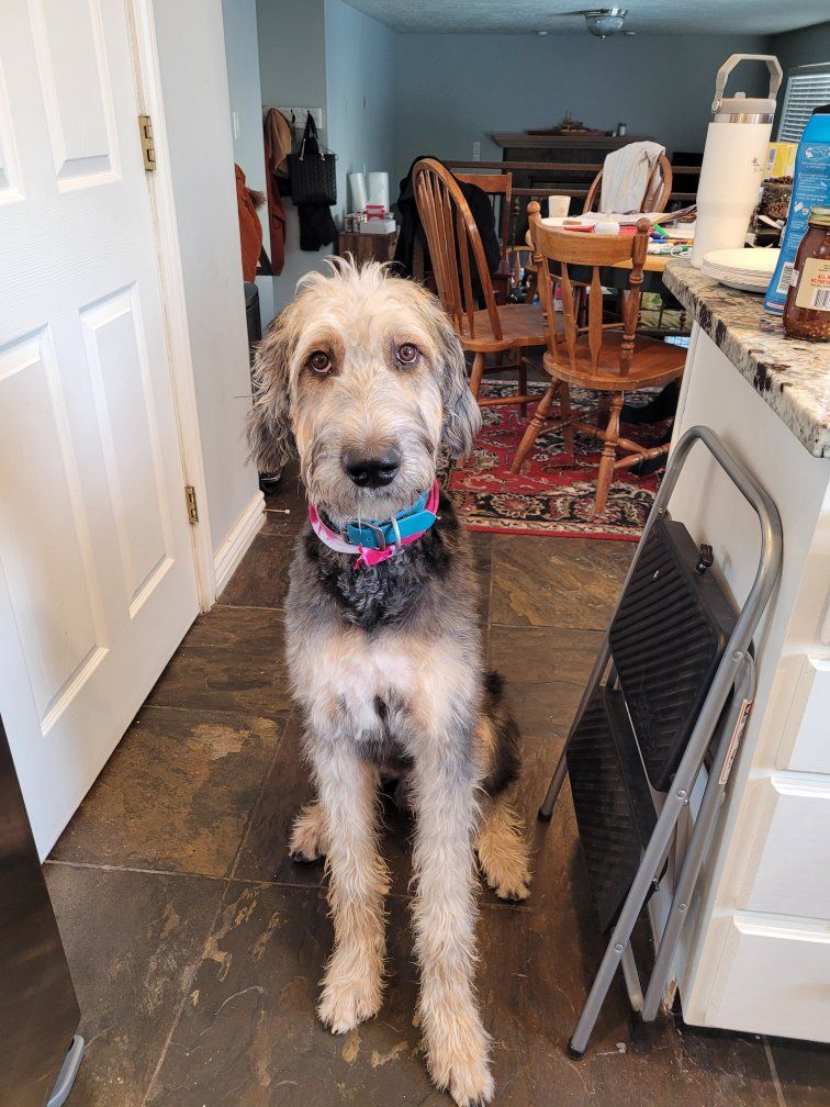 Sweet poodle/irish wolfhound mix looking for a home, does have medical needs currently