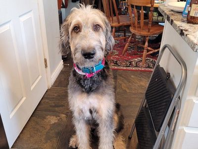 Sweet poodle/irish wolfhound mix looking for a home, does have medical needs currently