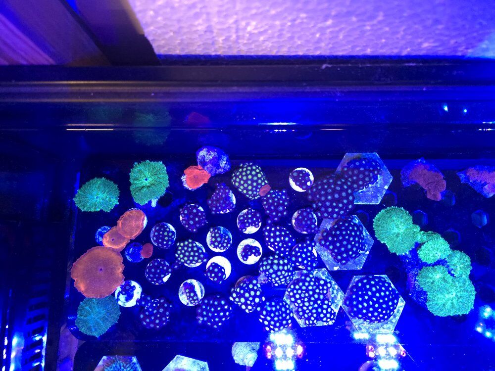 Corals Zoas and Mushrooms