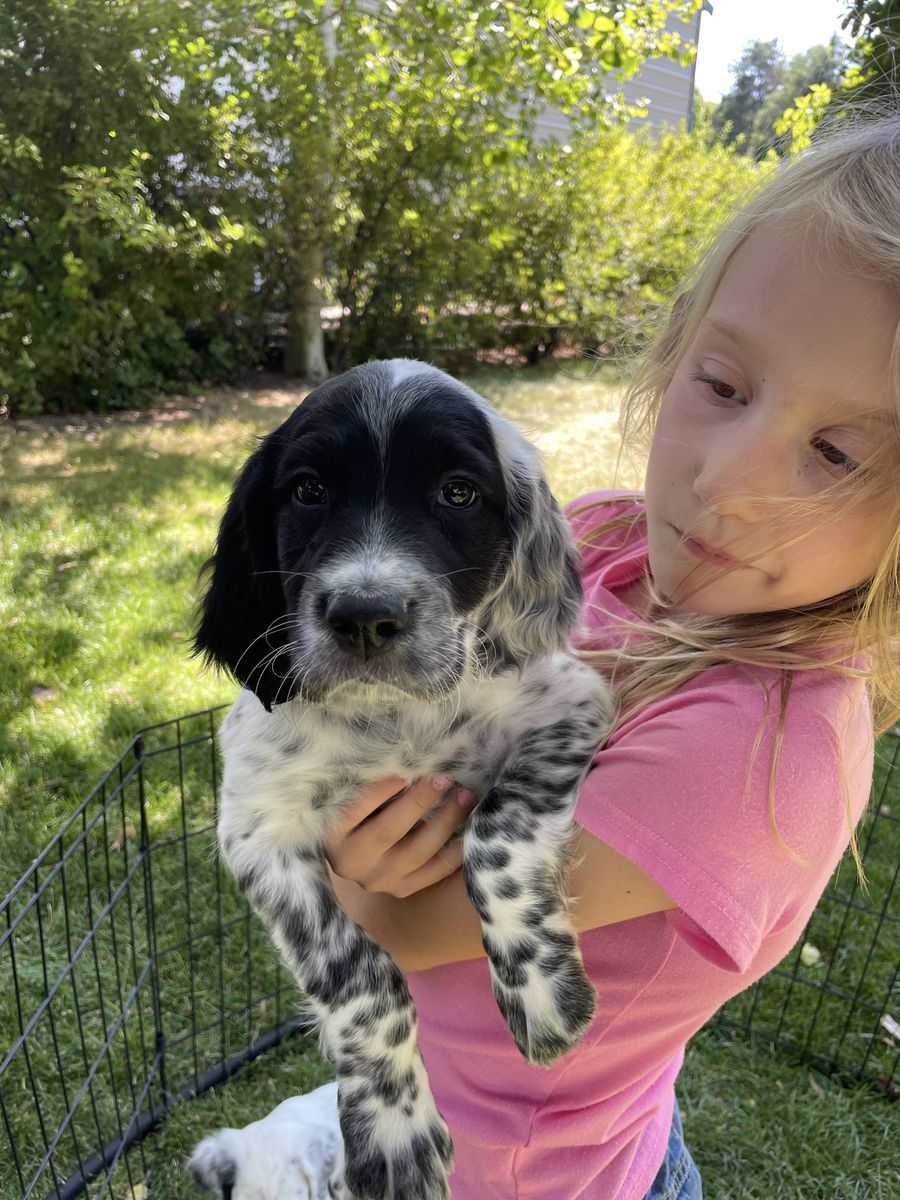 Llewellin setter puppies