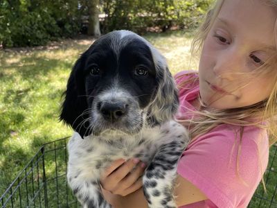 Llewellin setter puppies