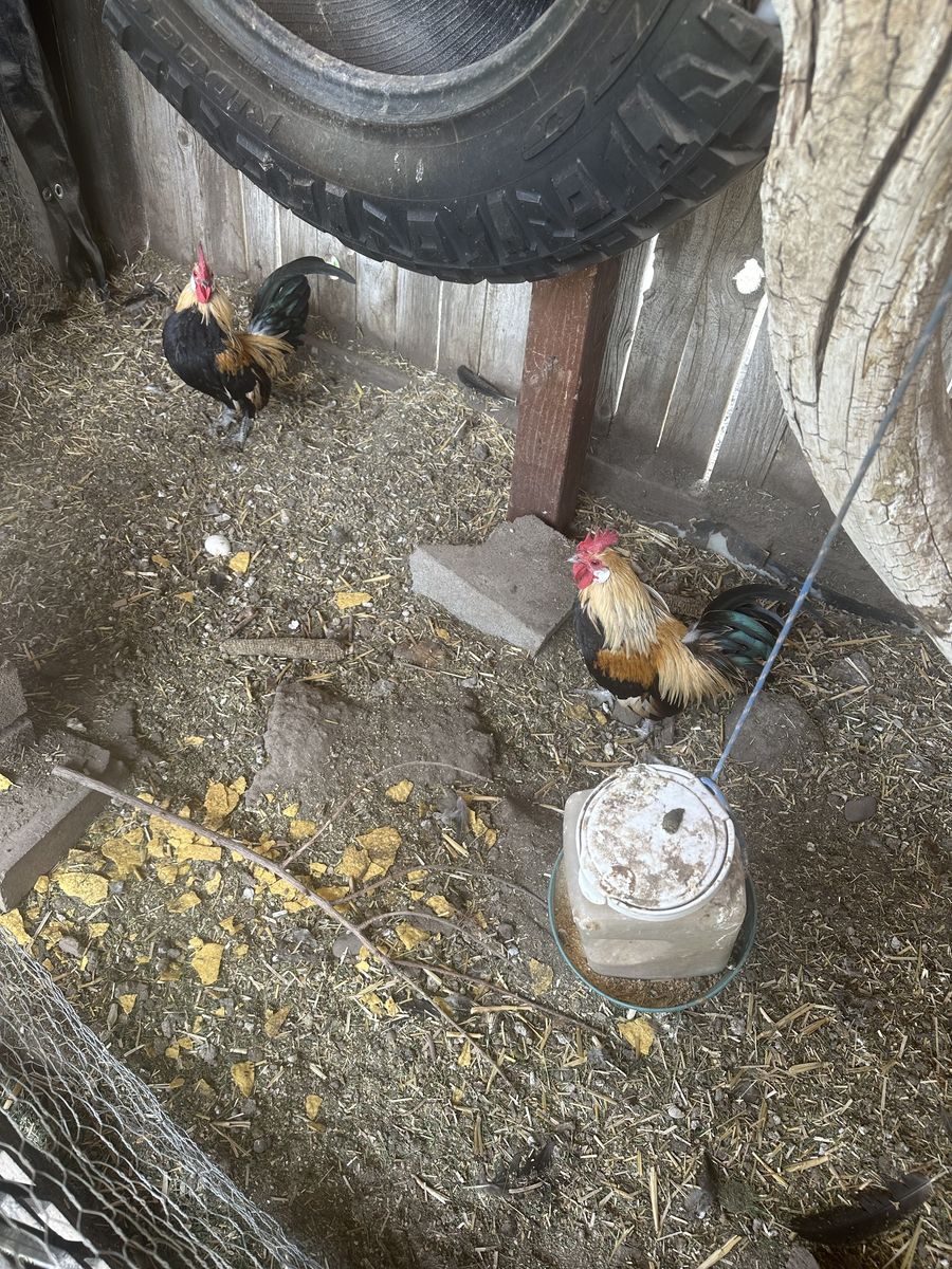Roosters mini (chicken)