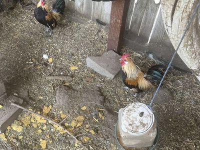 Roosters mini (chicken)