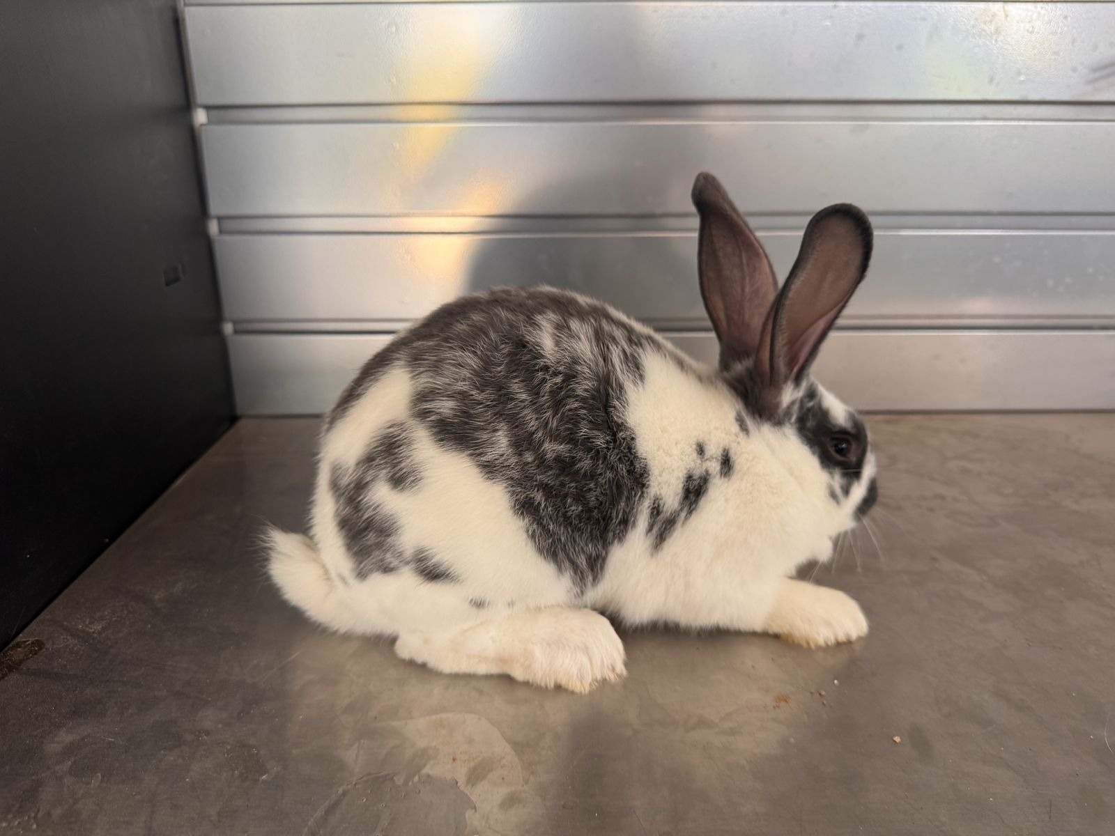 New Zealand rabbit 