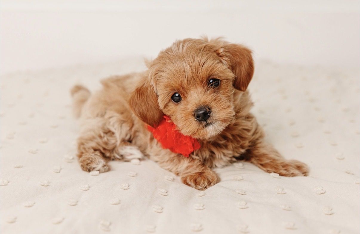Tiny, Rare & Absolutely Adorable Maltipoo Puppies *Only 1 Girl Remaining