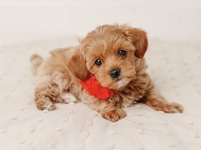 Tiny, Rare & Absolutely Adorable Maltipoo Puppies *Only 1 Girl Remaining