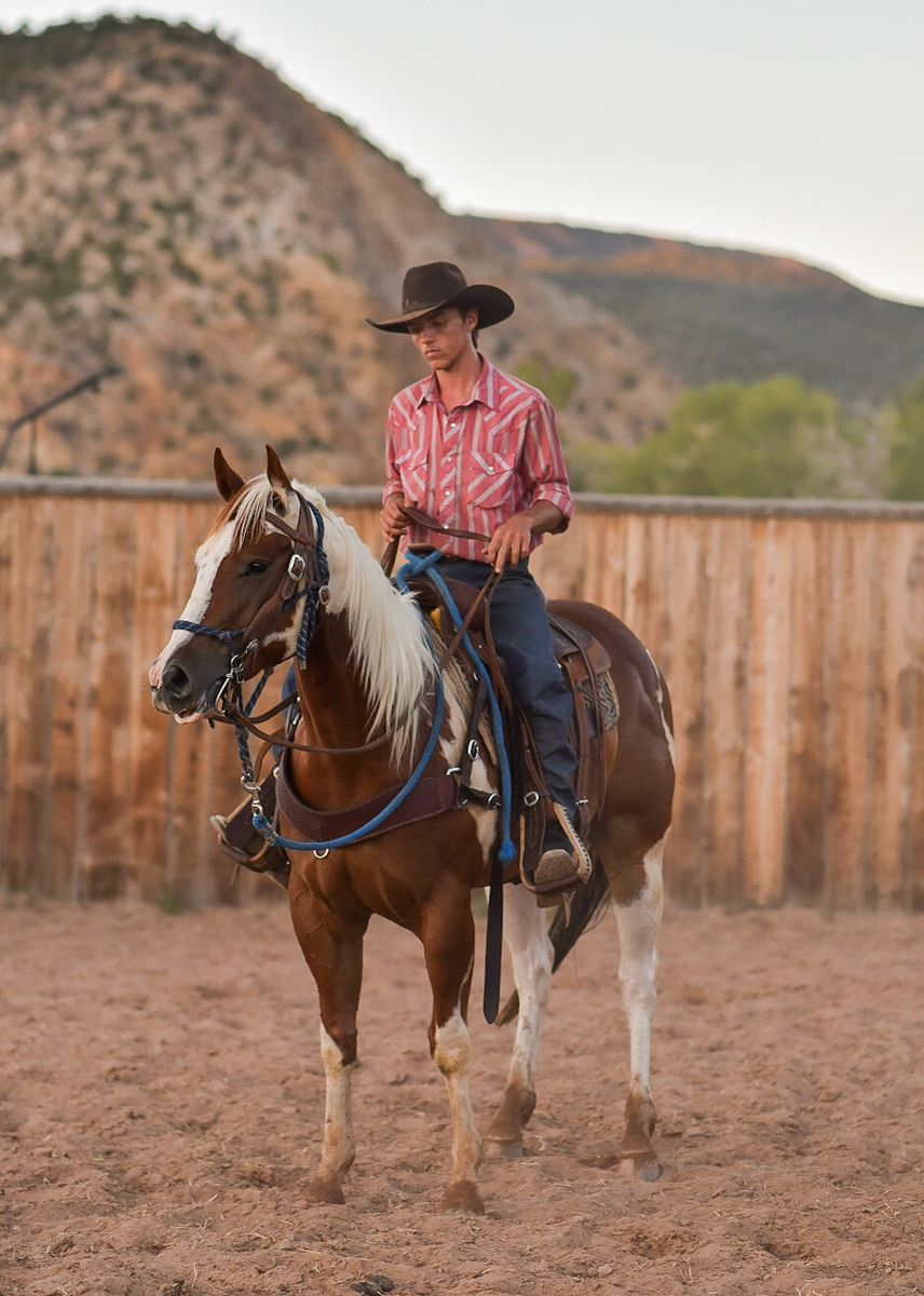 4 year old registered gelding