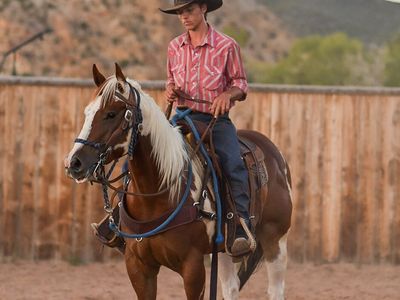 4 year old registered gelding