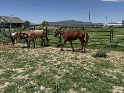 Sorrel yearling filly
