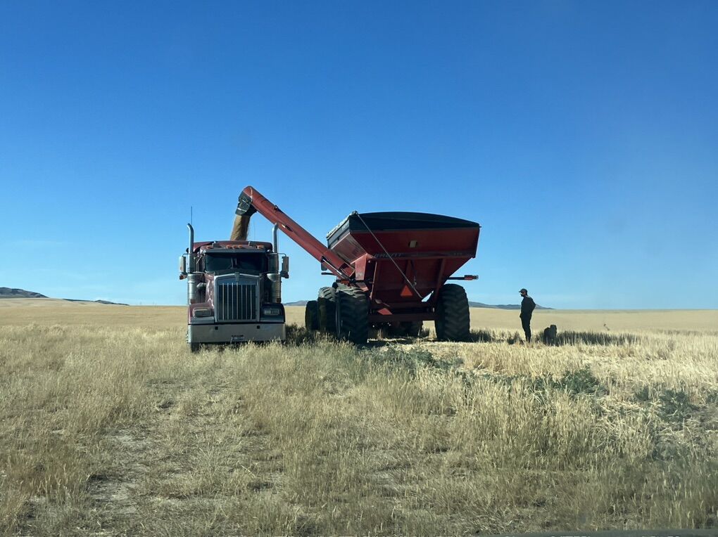 Looking To Buy Safflower