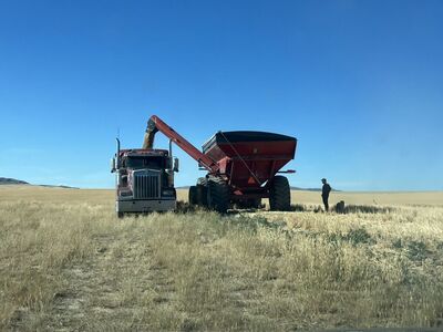 Looking To Buy Safflower