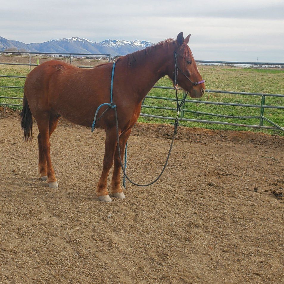 4 yr old Gelding