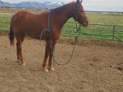 4 yr old Gelding
