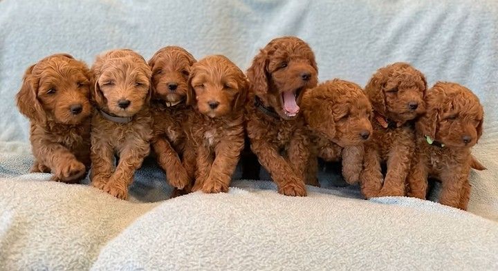 F1B Goldendoodle Puppies — 2 Left — Logan, UT — $2,000