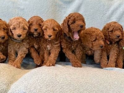 F1B Goldendoodle Puppies — 2 Left — Logan, UT — $2,000