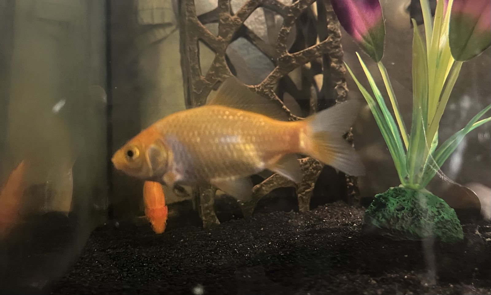 3 Comet Goldfish 2”-3”
