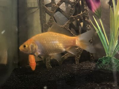 3 Comet Goldfish 2”-3”
