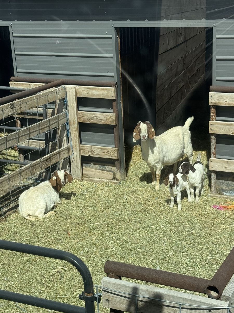 2 Nannys And 2 Does Looking For New Pasture