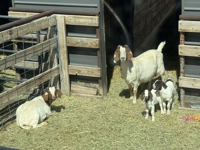 2 Nannys And 2 Does Looking For New Pasture