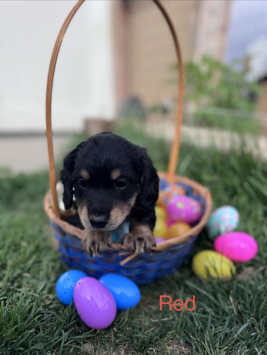 Mini Dachshund Puppies for Sale