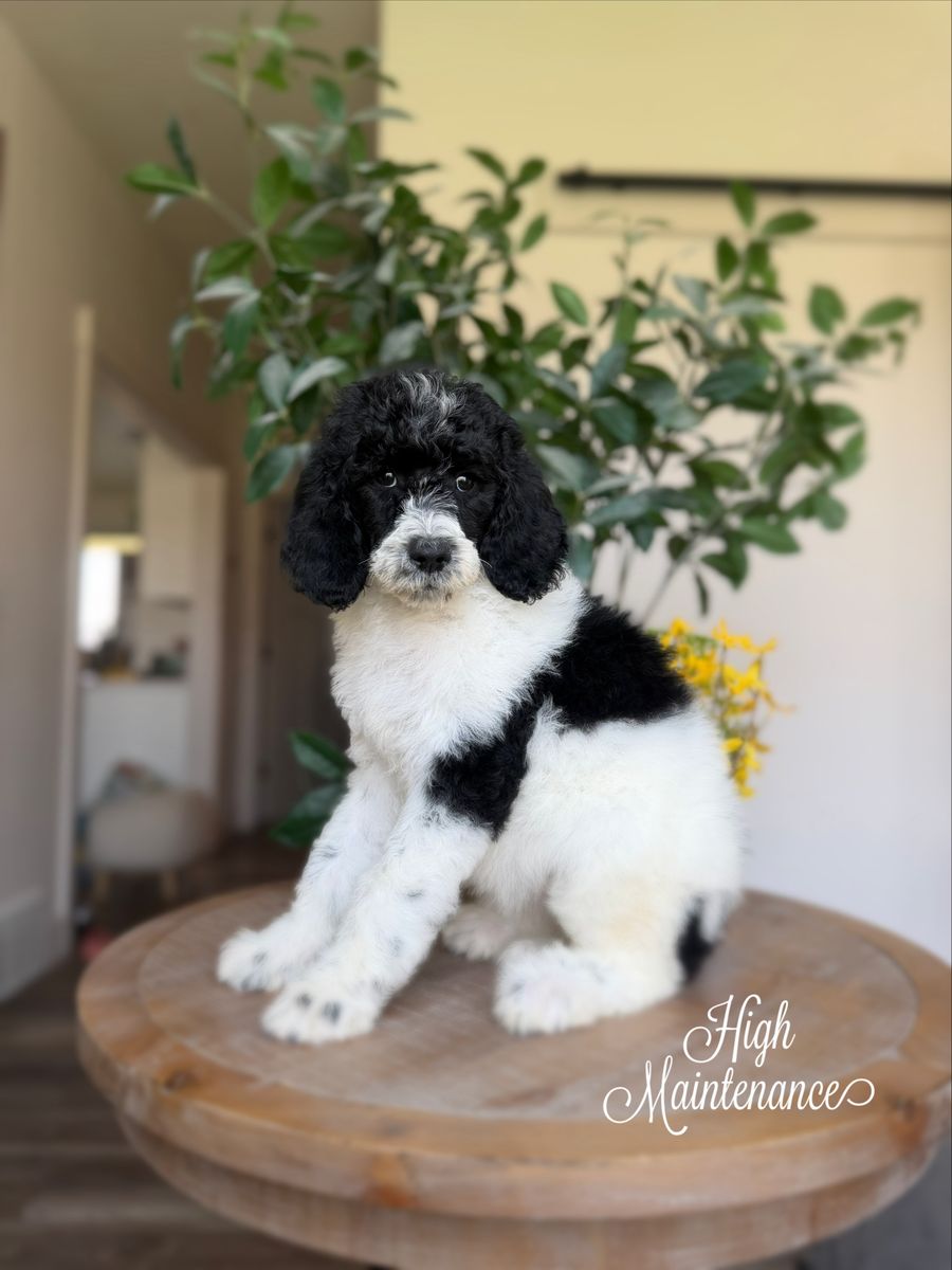 AKC Standard Poodle Puppies