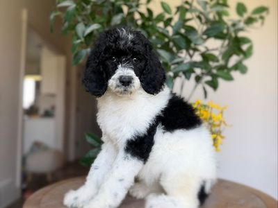 AKC Standard Poodle Puppies