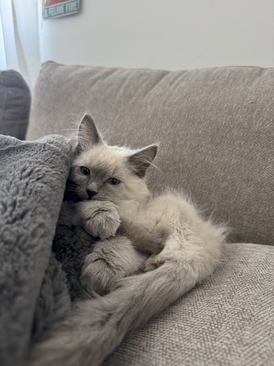 Polydactyl Ragdoll Mainecoon Mixed Kitten