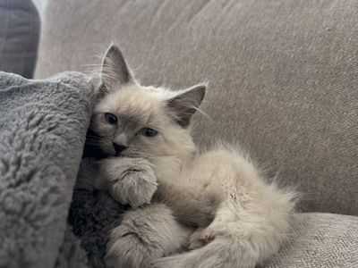 Polydactyl Ragdoll Mainecoon Mixed Kitten