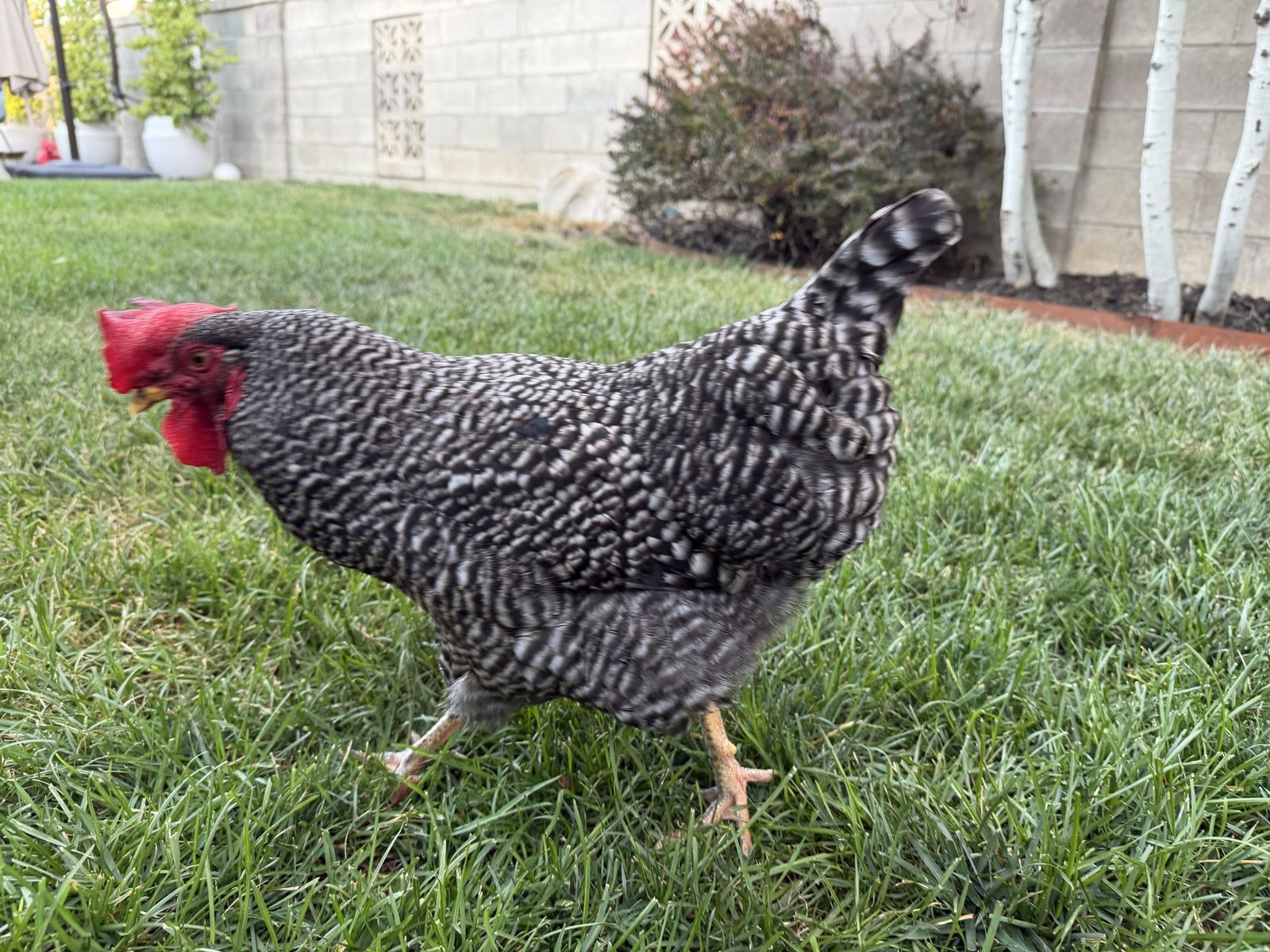 6 Month Old Barred Rock Roo?