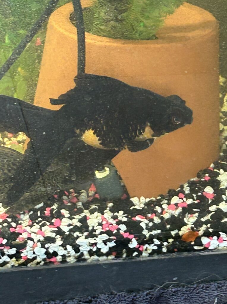 White Comet And Black Moor