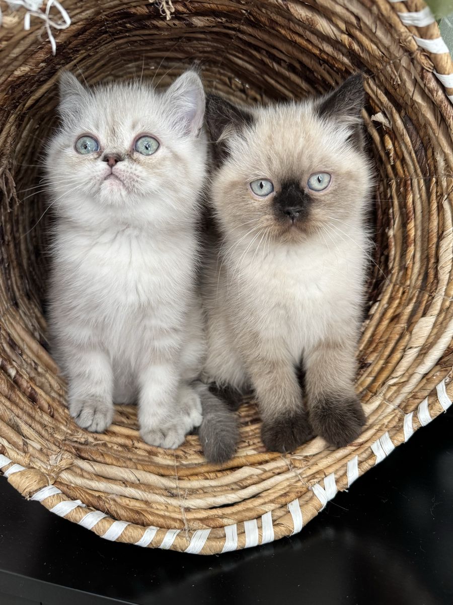 Seal Point Purebred Persian Kitten
