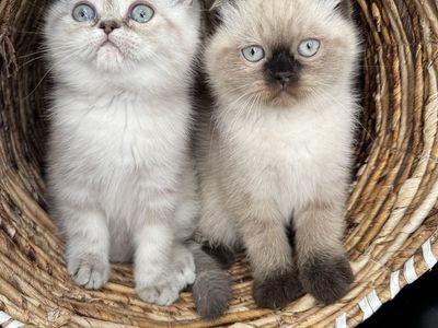 Seal Point Purebred Persian Kitten