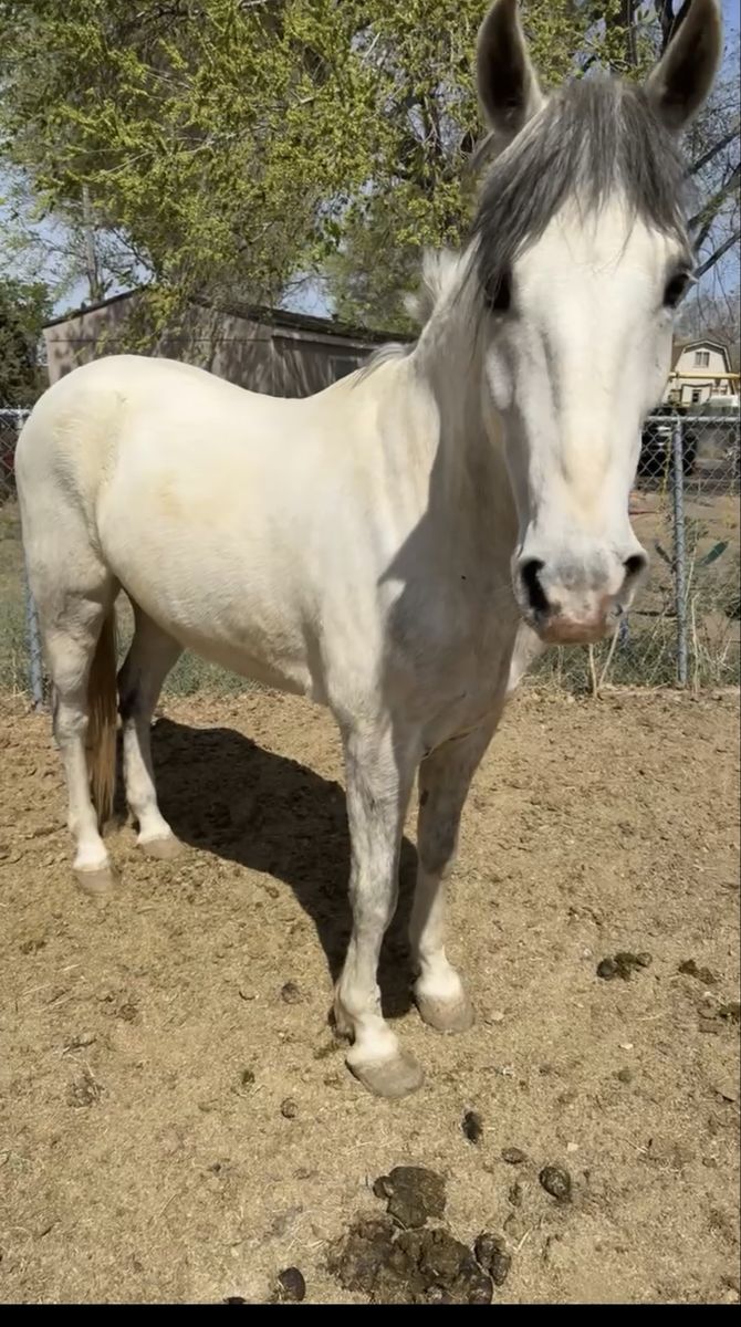 6 year old gelding