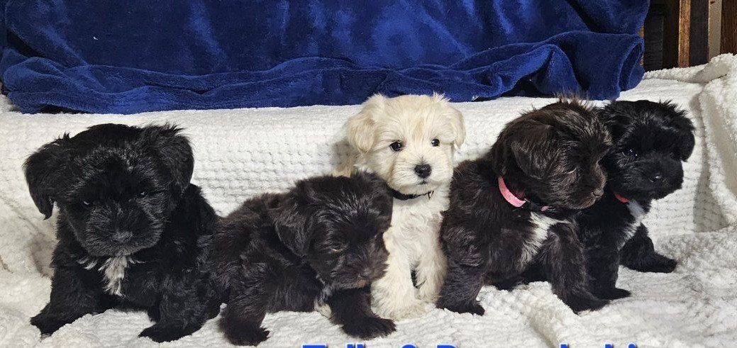 AKC Miniature Schnauzer Puppies
