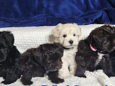 AKC Miniature Schnauzer Puppies