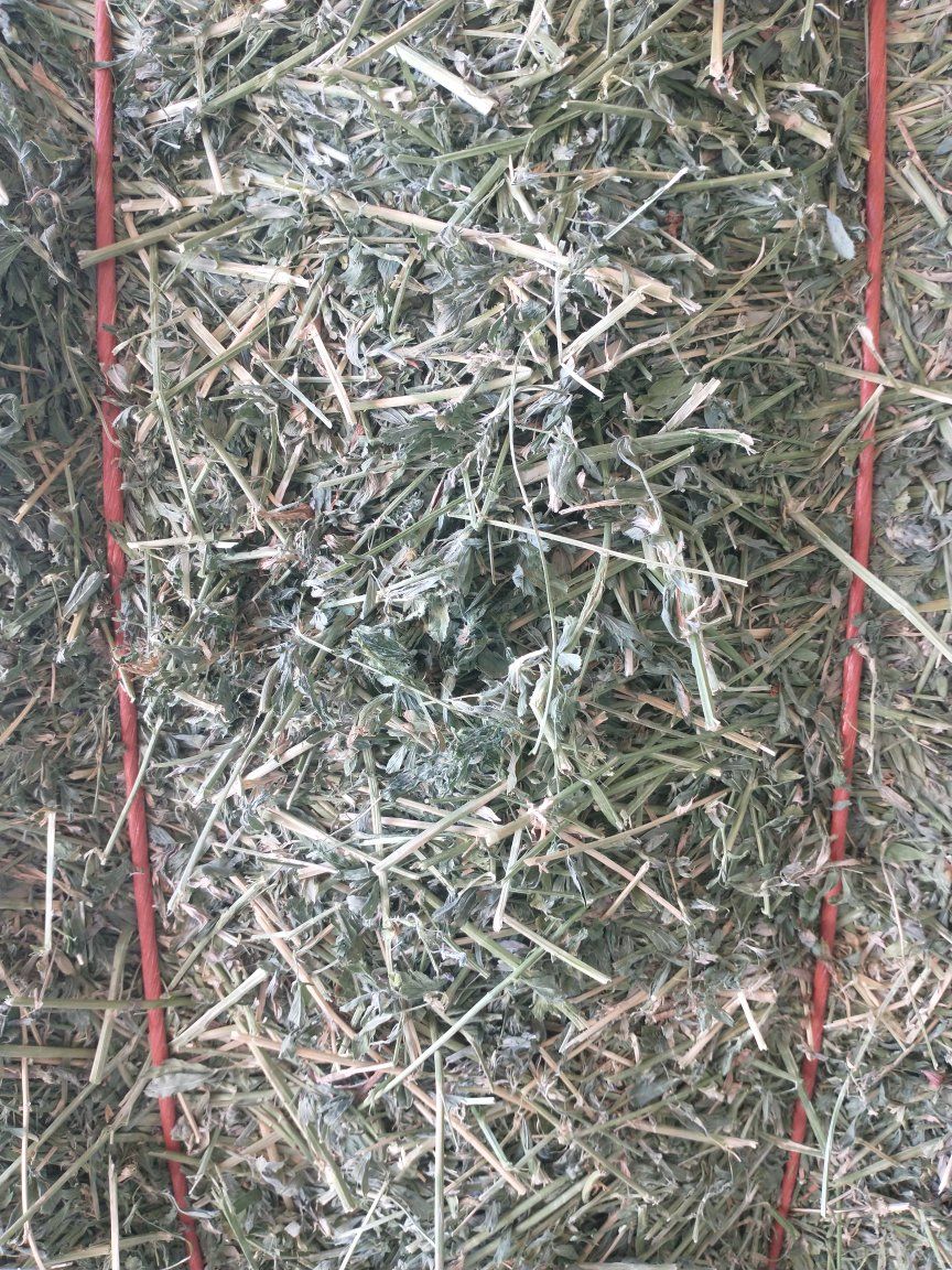 Premium Alfalfa Hay Bales - Excellent Quality Livestock Feed