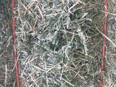 Premium Alfalfa Hay Bales - Excellent Quality Livestock Feed