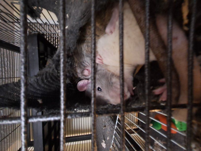 3 Rats + Entire setup, 1 Rat + Setup