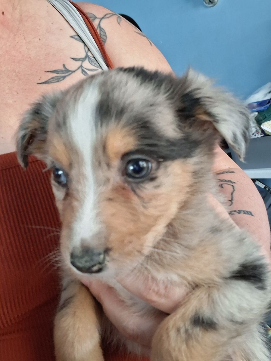 Australian Shepherd puppies