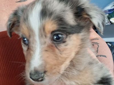 Australian Shepherd puppies