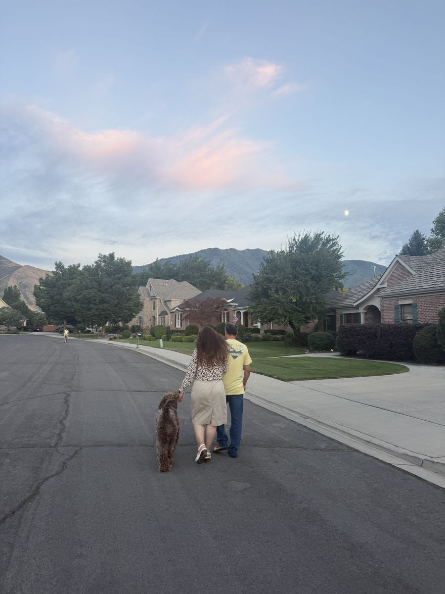 Female golden doodle dog for adoption