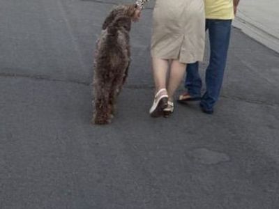 Female golden doodle dog for adoption